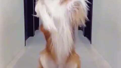 Cute dog making a tiktok very funny video😁🤣