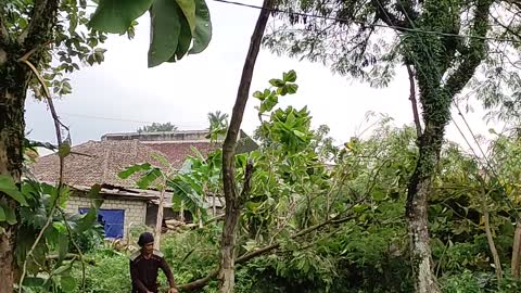 Cutting down fragile trees