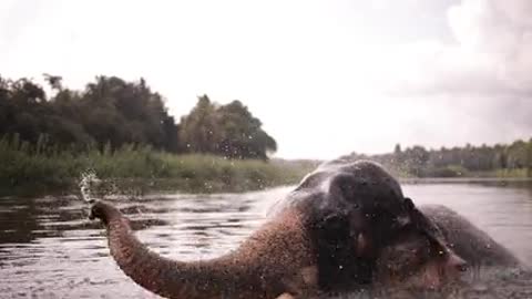 A elephant are bathing