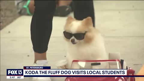 TikTok's Koda the Fluff Dog visits St. Petersburg