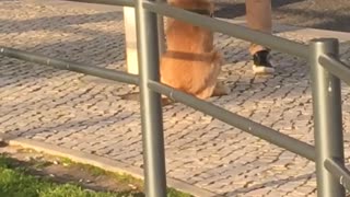 Dog drinks water from owner's hands