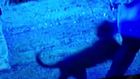 90s Home Video Cat Attack