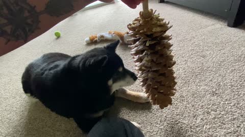 Positively Huge Pinecone