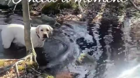 WHEN BUDDY ASK FOR HIS HAPPY TIME - FUNNY LABRADOR RETRIEVER - BUDDY #11 VIDEO!