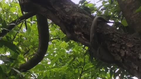 Monitor Lizard in a bird nest eating eggs or newly hatched chicks #Viral