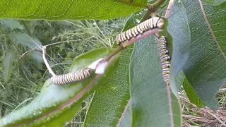 Monarch Butterfly Caterpillars