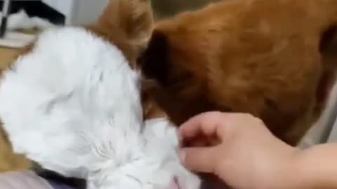 Cow getting affection