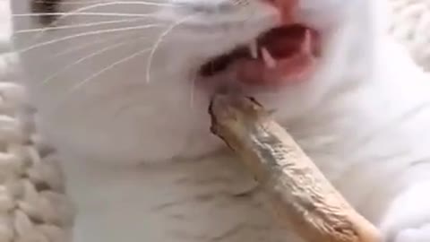 Kitty crunching the fish