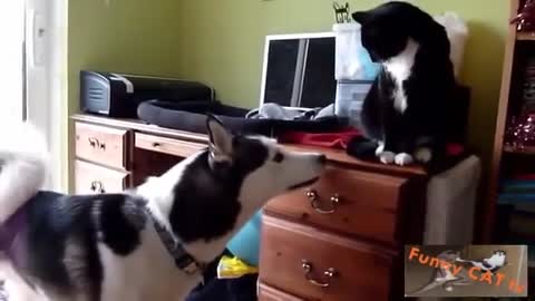 Cats and Dogs Meeting Each other For The First Time in her live