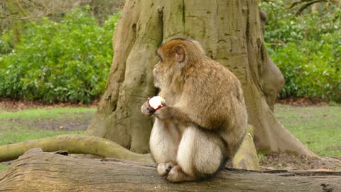 Ape monkey primate barbary #