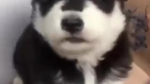 Dog funny video.