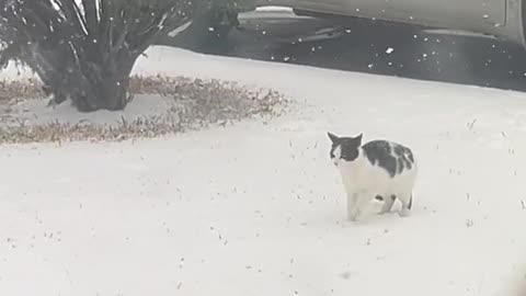 Cute cat playing in the snow is amazing