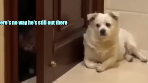 funny animals meme comedy funny dog funny cat