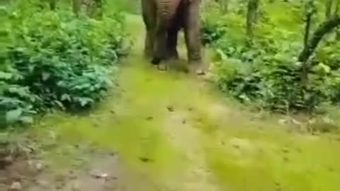 Elephant Attack