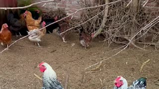 My new silver-laced Wyandotte Roosters | Chicken aviary with cockatoos and budgies