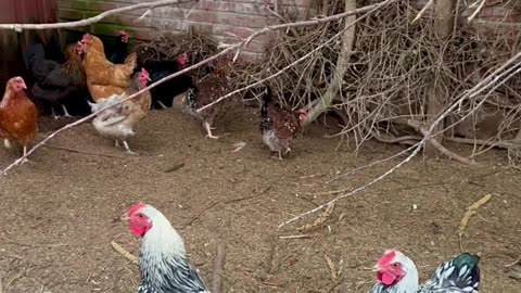 My new silver-laced Wyandotte Roosters | Chicken aviary with cockatoos and budgies