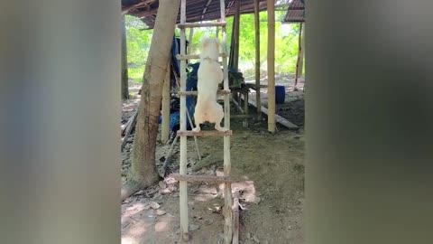 Talented dog climbs ladder like a pro