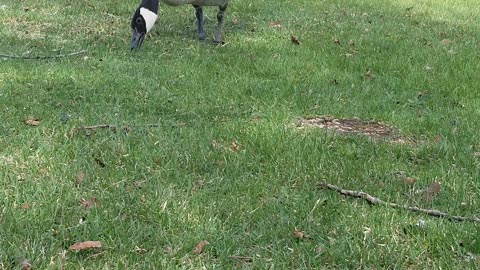 Canada goose alberta