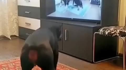 Funny dog-athlete