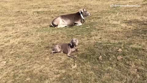 Brown dog laying down next to brown cow