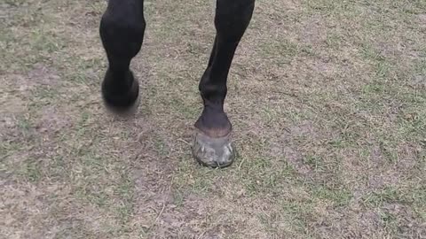 Horse Seems Amused With Missing Shoe