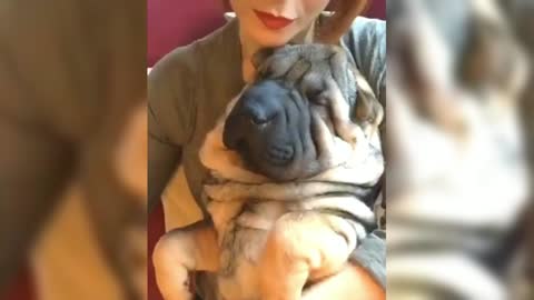 This Shar Pei sleeps so sweetly