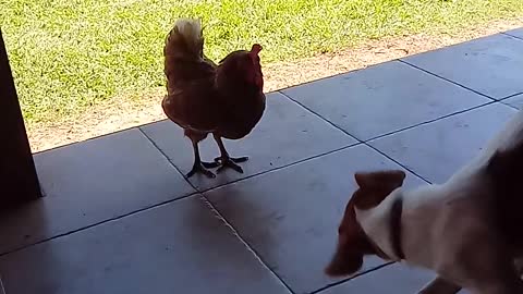 beware of the chicken 😂😂😂
