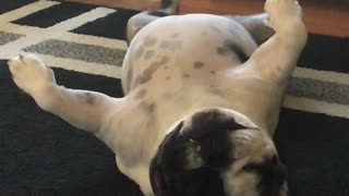 Goofy dog growls while lying on her back