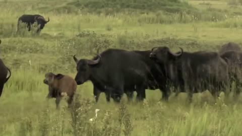 God Gave Strength To Buffalo Leading Herd Rescues His Teammates From Lion Chase - Wild Animal Attack