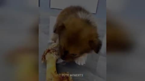 Funny and Cute Moment of the Animals