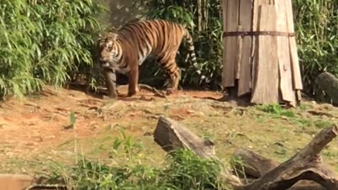 Jumping tiger