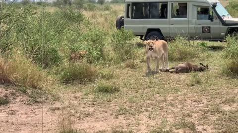 || Lions hunting Wildebeest in Serengeti