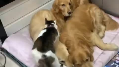 funny cat video