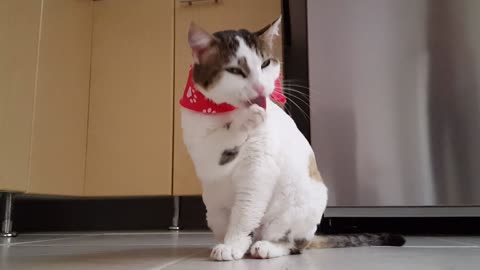 A beautiful cat making fun and entertaining moves