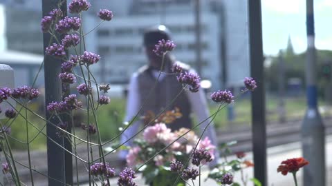 flowers 2 | hornseywood | hd