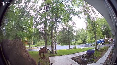 Moose Munching on Porch Flowers