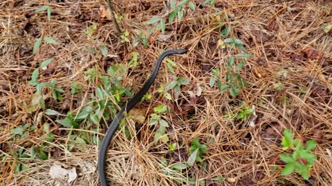 Snake - BLACK RACER