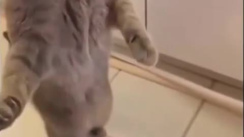 Funny Cat shocked by the litter cleaner #shorts
