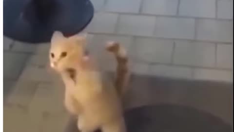 Cute Cat's Funny Bet In Front Of The Mirror