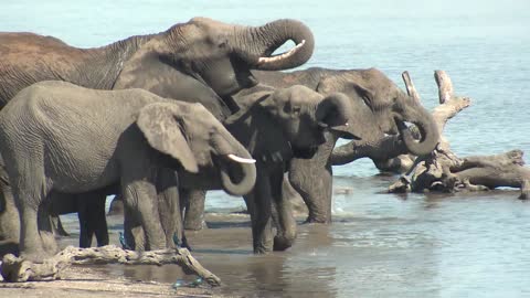 african elephant adult immature herd several drinking water dry season trunk