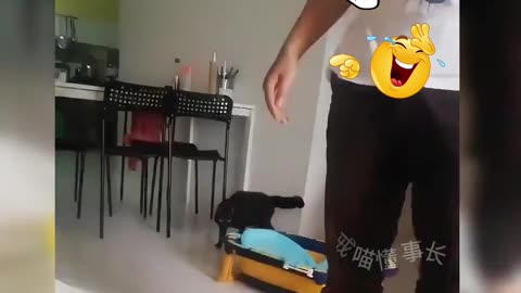 Try Not To Laugh 😂 Funniest Cats Videos 😹🐶