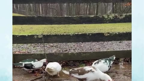 Our Muscovy Ducks love this weather