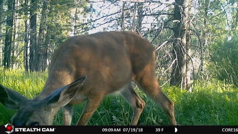 Deer Looks Into Camera Lassen National Forest