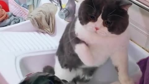 Cat Funny Videos - Try Not To Laugh🤣