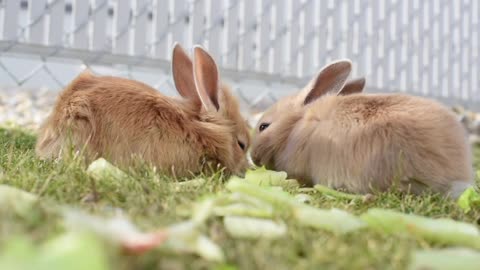 Rabbits are grazing.