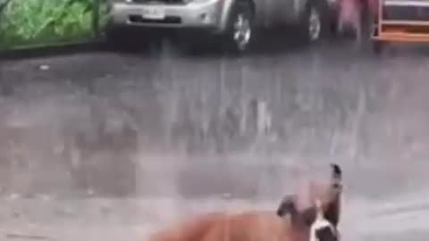 Dog is singing and dances road or tiptop water