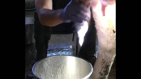 How To Milk A Cow By Hand