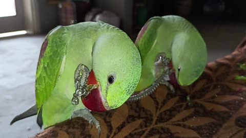 Parrot playing with payel, cute parrot, funny parrot,