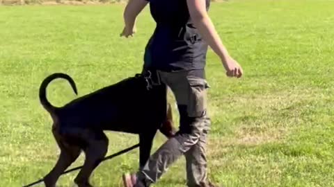 Dog training video| vary hard training| dog vary funny moments|