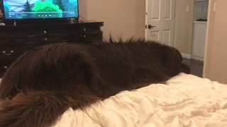 Huge Newfoundland goes crazy before bedtime